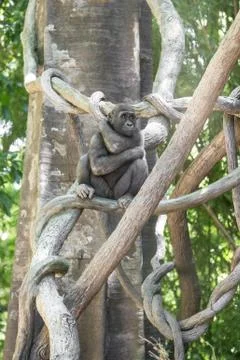 Gorilla Stock Photos