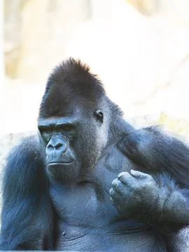 Gorilla Stock Photos