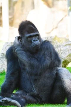 Gorilla Stock Photos