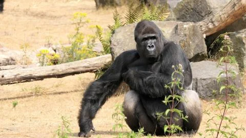 Gorilla Stock Photos