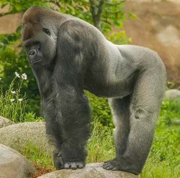Gorilla Stock Photos