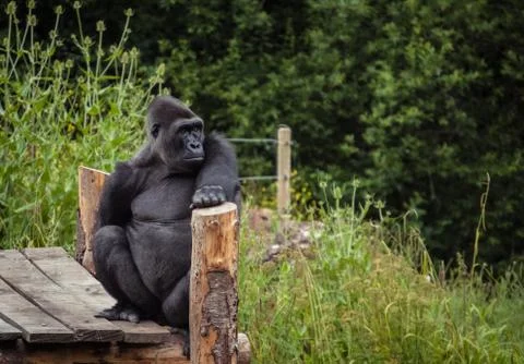 Gorilla Stock Photos