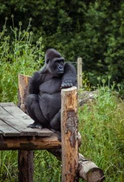Gorilla Stock Photos