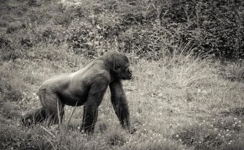 Gorilla Stock Photos