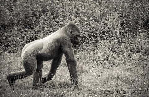 Gorilla Stock Photos