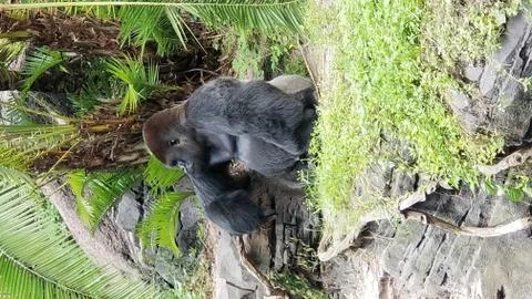 Gorilla Stock Photos
