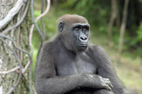 Gorilla Stock Photos