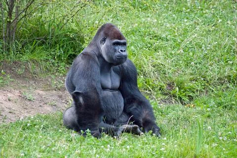 Gorilla Foto stock