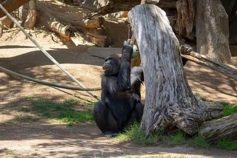 GORILLA Stock Photos
