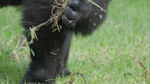 Gorilla picking up and eating green grass Stock Footage 326492996