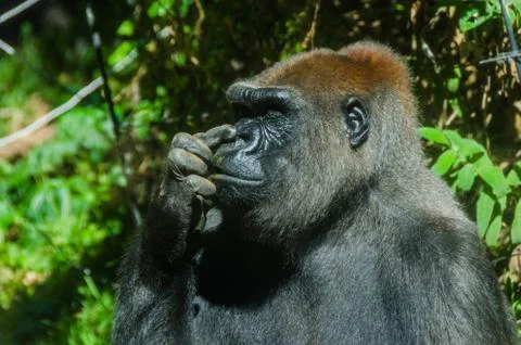 Gorilla picking its nose Foto stock
