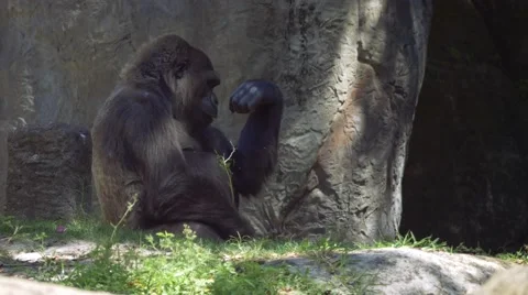 Gorilla Picks Up Stick and Starts Munching on Leaves, 4K Stock Footage 62067645
