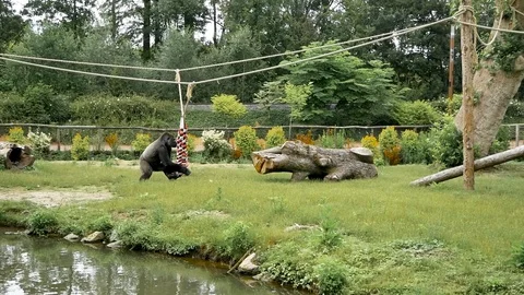 Gorilla playing Stock Footage 102469743