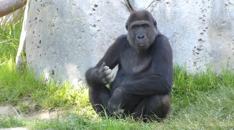 Gorilla Plays with Dirt Stock Footage 24846601