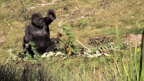  Gorilla plays with tree branches Stock Footage 82490770
