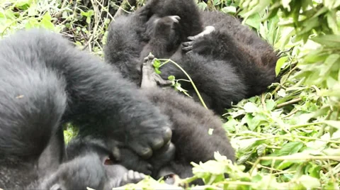 GORILLA PLAYS WITH YOUNG Video stock 35422942