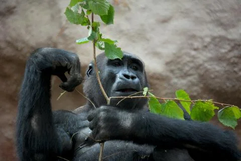Gorilla, Pond5. Stock Photos