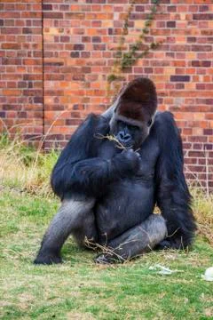 Gorilla portrait 1 Stock Photos