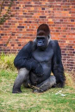 Gorilla portrait 2 Stock Photos