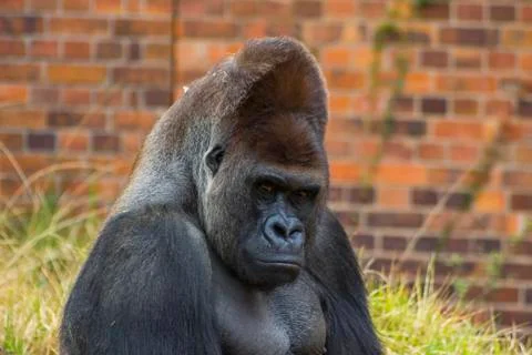 Gorilla portrait 4 Stock Photos