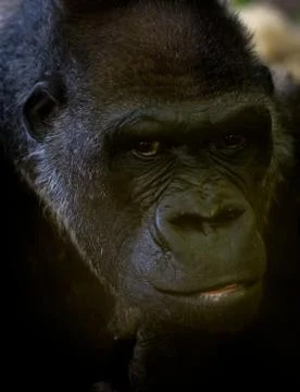 Gorilla portrait Stock Photos