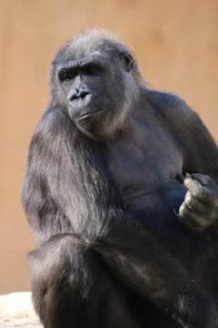 Gorilla Portrait Stock Photos
