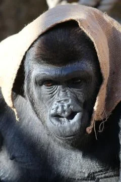 Gorilla Portrait Stock Photos