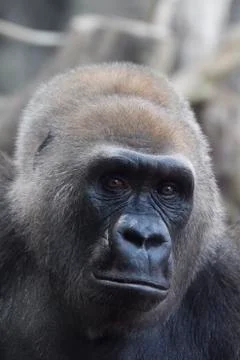 Gorilla portrait Stock Photos