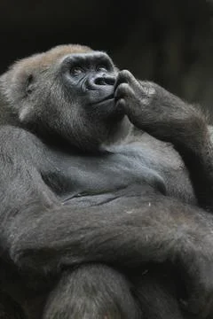 Gorilla portrait Stock Photos