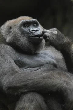 Gorilla portrait Foto stock