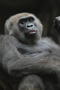 Gorilla portrait Fotos Stock