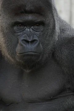 Gorilla portrait Stock-Fotos