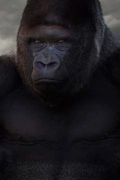 Gorilla portrait Stock Photos
