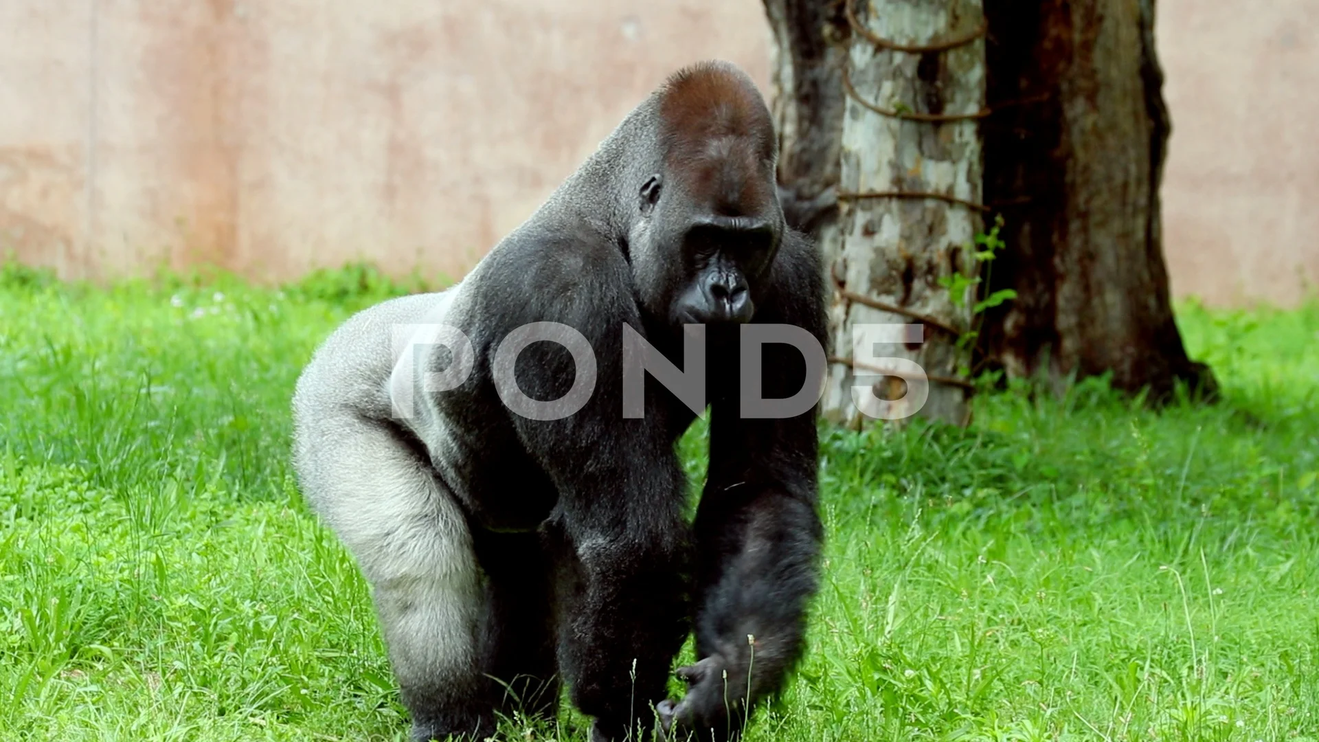 Rare Encounter: Park Ranger Bonds with Gorillas in National Park