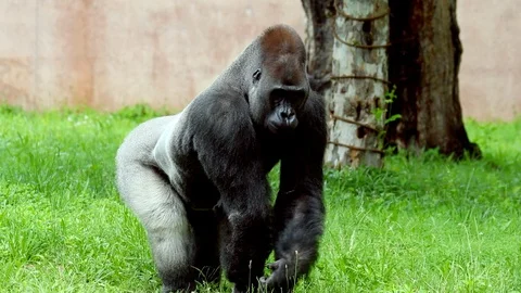 Gorilla posing Stock Footage 91152715