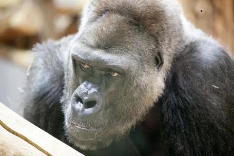 Gorilla posing Stock Photos