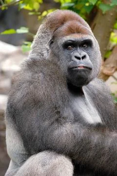 Gorilla is posing Stock Photos