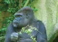 Gorilla Protects Food Footage