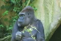 Gorilla Protects Food Footage