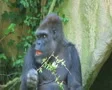 Gorilla Protects Food SD Footage