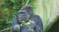 Gorilla Protects Food HD Footage
