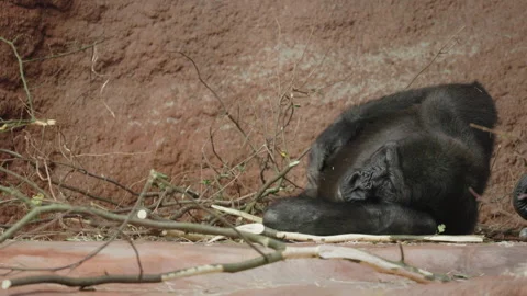 Gorilla Reclining and Scratching Beside Branches Stock-Footage 344045140