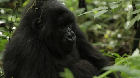 Gorilla relaxing in the forest Stock-Footage 103805690