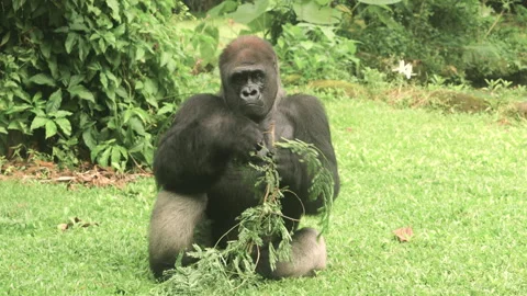 Gorilla relaxing on grass background. Stock Footage 274357695