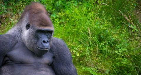 Gorilla relaxing in grass Stock Photos