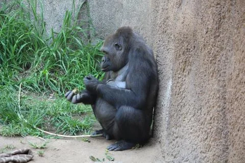 Gorilla relaxing Foto stock
