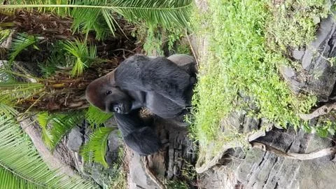 Gorilla relaxing Stock Photos