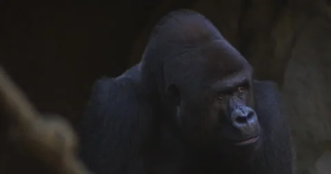 Gorilla respectful Stock Footage 54709126