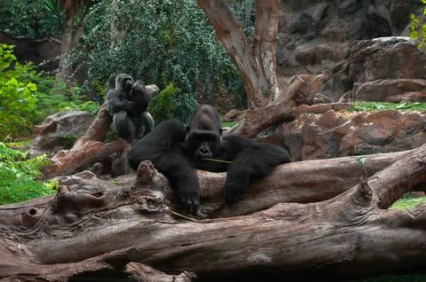 A gorilla resting on a large fallen tree in a naturalistic environment Stock Photos