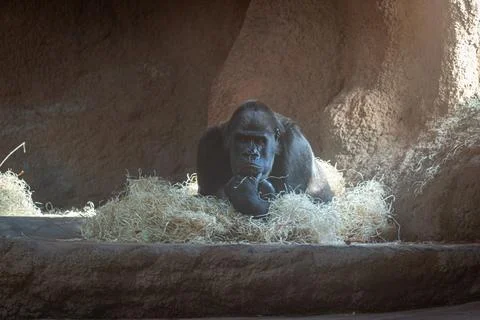 Gorilla resting on straw inside a rocky enclosure with soft natural light Fotos de archivo
